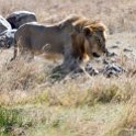 TZA SHI SerengetiNP 2016DEC24 NamiriPlains 022 : 2016, 2016 - African Adventures, Africa, Date, December, Eastern, Month, Namiri Plains, Places, Serengeti National Park, Shinyanga, Tanzania, Trips, Year
